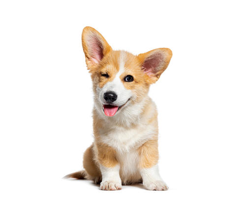 Los perros experimentan emociones como alegría, miedo o tristeza. (Foto: Shutterstock)