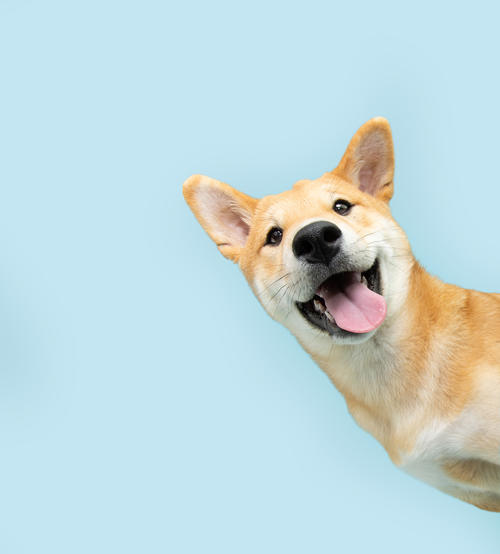 Cada raza tiene características específicas. (Foto: Shutterstock)