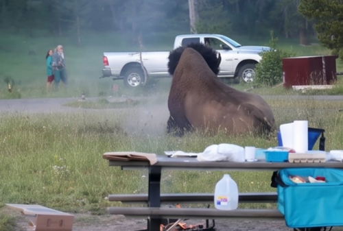 Bisonte, ataque, turista, Yellowstone, EEUU, noticias, mundo, soy502, Guatemala 1