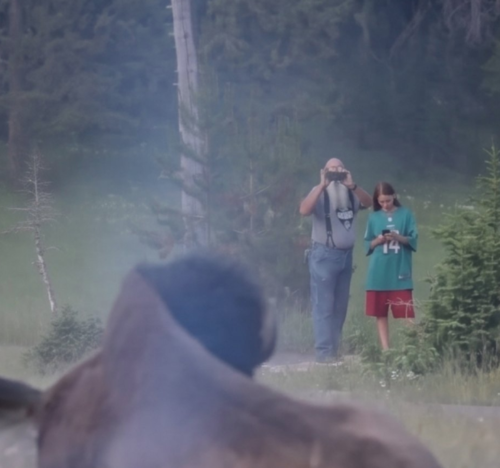 Bisonte, ataque, turista, Yellowstone, EEUU, noticias, mundo, soy502, Guatemala