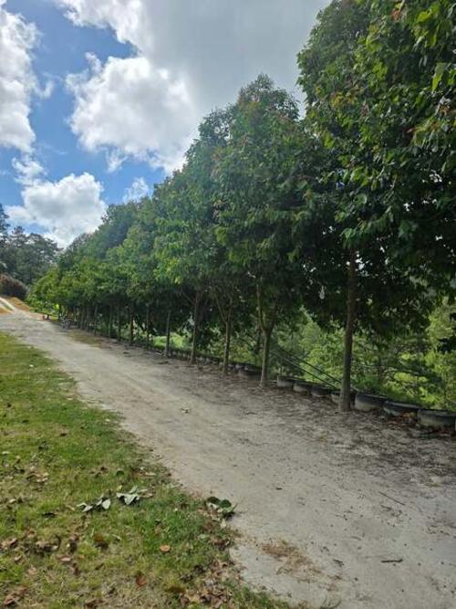 Los visitantes pueden caminar entre áreas rodeadas de naturaleza. (Foto: FB Eco Muro Olopa, Chiquimula, Guatemala)