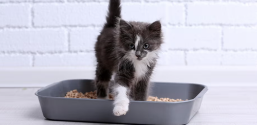 Caja de arena, gatos, limpieza, tipos, cantidad, noticias, Guatemala, Soy502 2