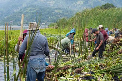 En lo que va del año, instituciones han impulsado la siembra de nuevas macoyas en los municipios ribereños. (Foto: Alfonso Guárquez/Colaborador)