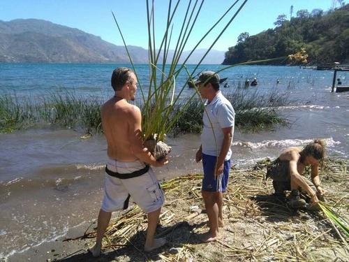 La planta contribuye a estabilizar el lecho del lago. (Foto: Alfonso Guárquez/Colaborador)