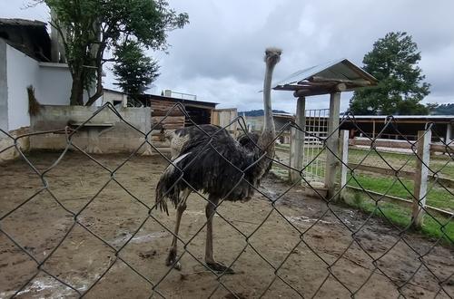 Los avestruces son aves poco comunes en el área. (Foto: Oswaldo Cop/Colaborador)