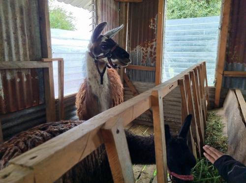 Las llamas traídas desde Perú son unas de las especies. (Foto: Oswaldo Cop/Colaborador)