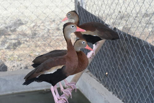 Aves como El Pijije hay en el zoológico. (Foto: Juan Carlos Aquino/Colaborador)
