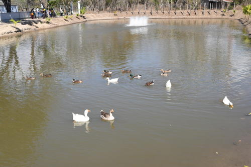 El costo del bote para pasear en la laguna es de Q10 por 15 minutos, donde se puede apreciar a patos. (Foto: Juan Carlos Aquino/Colaborador)
