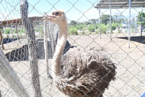 El avestruz corredor también es resguardado en el lugar. (Foto: Juan Carlos Aquino/Colaborador)