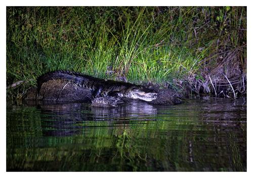Este cocodrilo fue captado en el río San Pedro, donde ocurrió el ataque. (Foto: Carlos Pelaez)