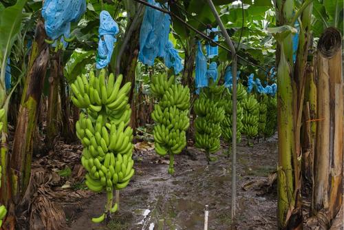 Además, los productos agrícolas esenciales quedaron protegidos. (Foto: Shutterstock)