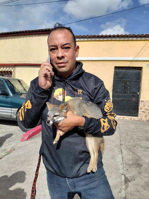 Zorro, gris, ejemplar, captado, Villanueva, Guatemala, noticias, Soy502 1