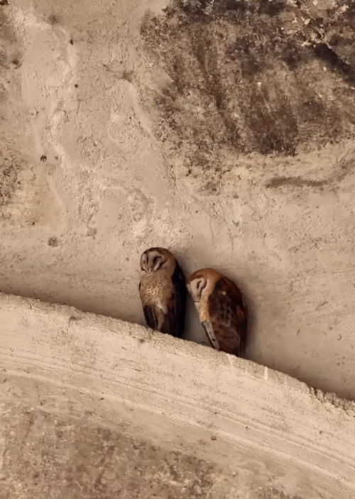lechuzas viven runinas catedral san jose antigua guatemala noticias soy502 2