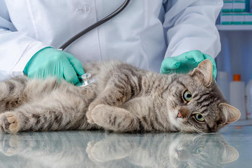 Las revisiones regulares aseguran que tu felino reciba el cuidado que necesita para una vida larga y saludable. (Foto: Shutterstock)