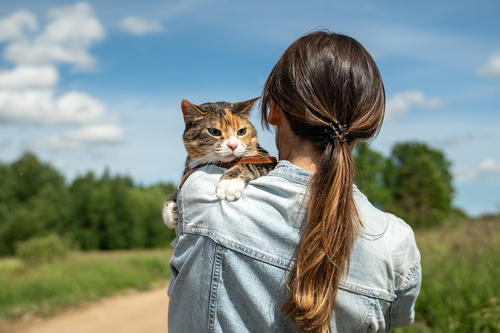 Adoptar un gato es un compromiso que va más allá de los mimos y juegos. Asegúrate de tener el presupuesto listo para cubrir sus cuidados. (Foto: Shutterstock)