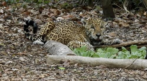 jaguar 1