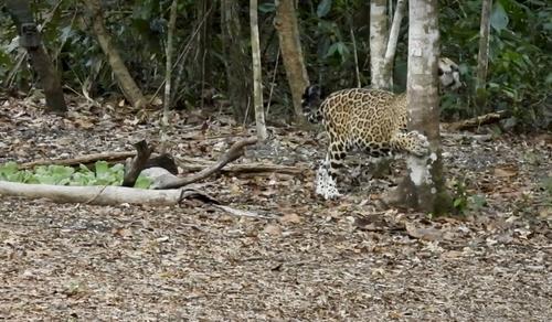 jaguar 2