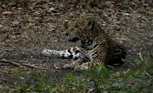 jaguar 3