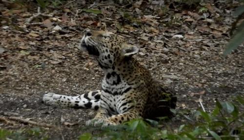jaguar 4