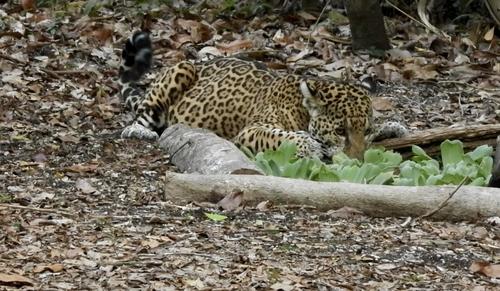 jaguar 5