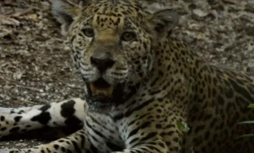 jaguar 6