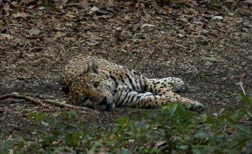 jaguar 7