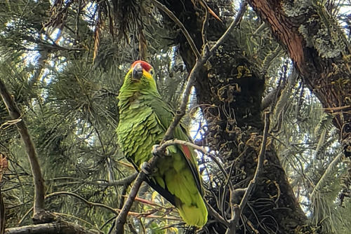 loro captado 1