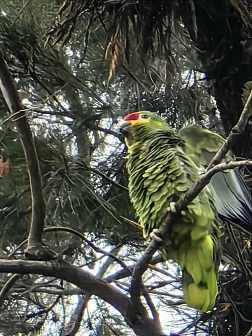 panchito loro 2