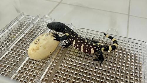 crías heloderma