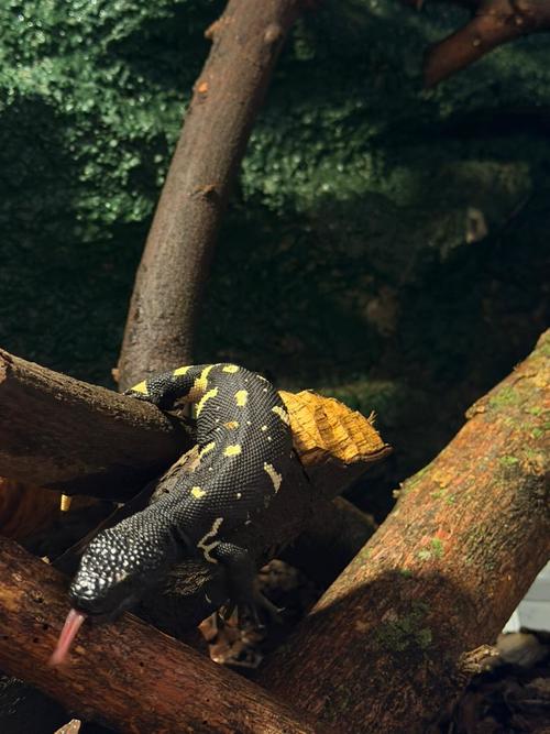 crías heloderma zoo aurora 4