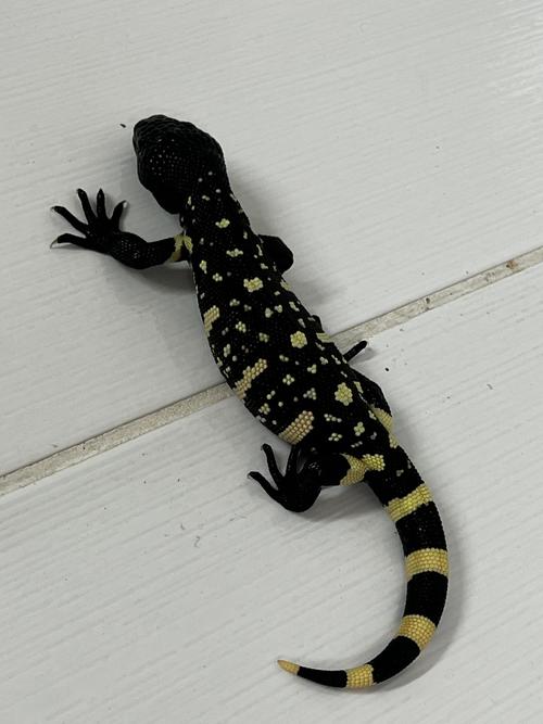 crías heloderma zoo aurora 4