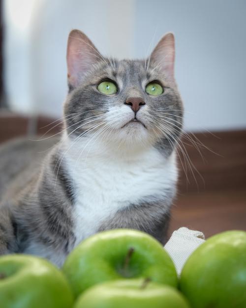 frutas gatos