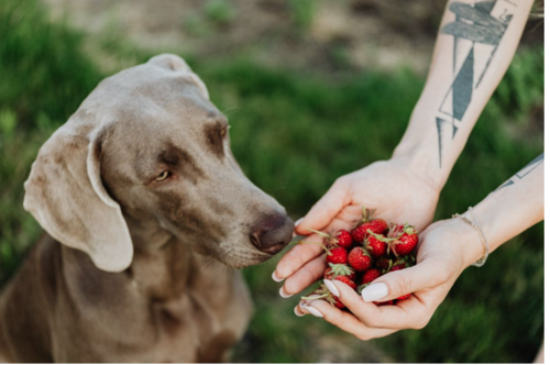 frutas perros