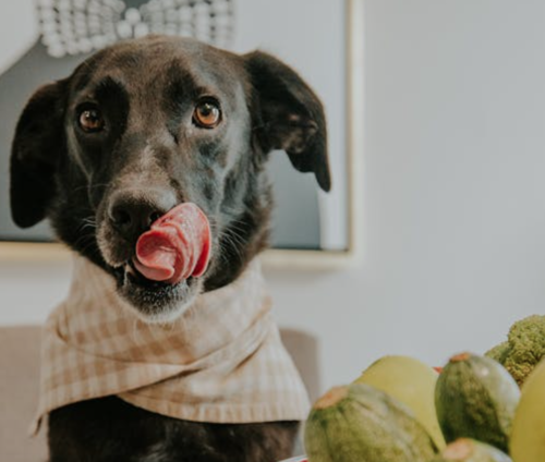 frutas verduras perros gatos