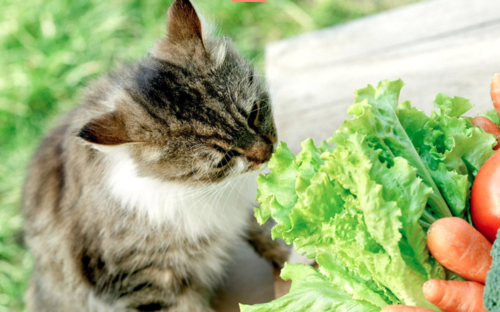 verduras gatos
