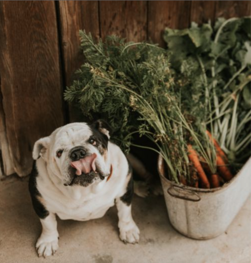 verduras perros