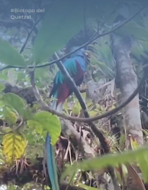 biotopo quetzal canto