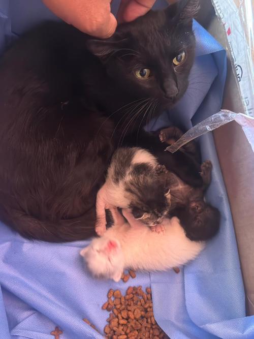 En cuestión de horas, los gatos fueron adoptados. (Foto: Bomberos Voluntarios Antigua Guatemala)