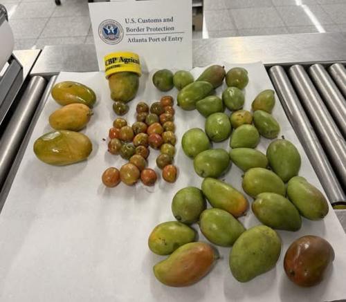 Según la normativa agrícola del país las frutas fueron destruidas. (Foto: US Embassy Guatemala)