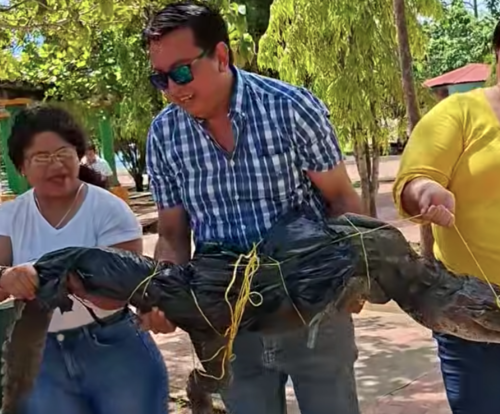 cocodrilo envenenado
