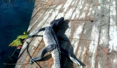cocodrilo moreletii
