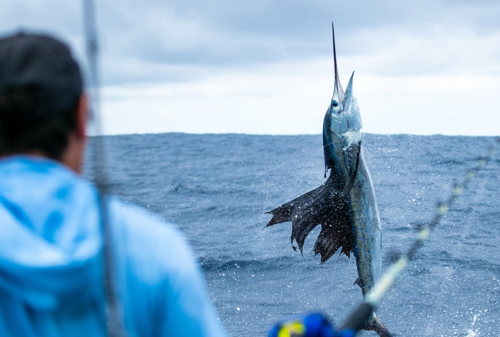 Tranquility, fue la embarcación ganadora de certamen de liberación de pez vela (Foto: Asociación de Pesca)