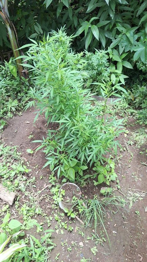 En la vivienda de "El Gringo" se encontraba una plantación de marihuana. (Foto: PNC)