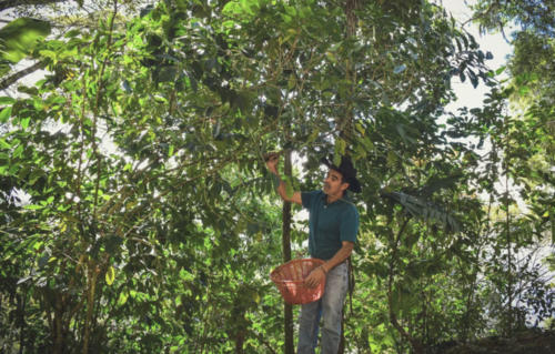 El cultivo de café destaca en la región. (Foto: Conebosque)