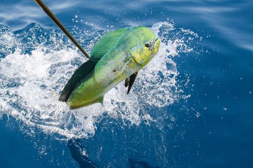 Son aproximadamente ocho horas en las cuales los pescadores ingresan al mar, para tratar de pescar los dorados de mayor tamaño. (Foto: Erick Velásquez/Asociación Nacional de Pesca Deportiva)