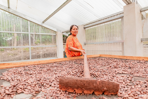 El secado al sol en los patios es un paso fundamental para estabilizar el sabor y la acidez del grano. (Foto: BEPS International)