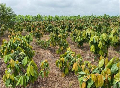 Las plantaciones de cacao se han convertido en destinos de turismo vivencial. (Foto: Irma Tzi/Colaboradora)