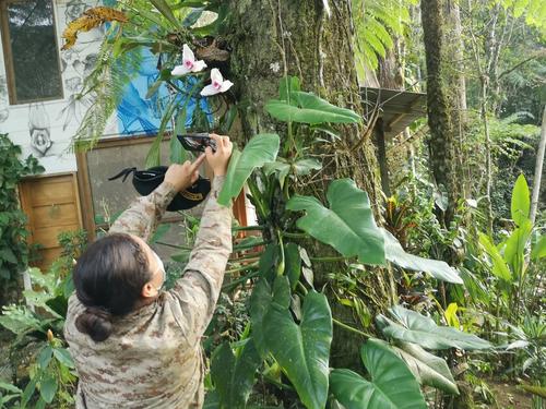 La diversidad de orquídeas convierte el lugar en un laboratorio vivo de biodiversidad. (Foto: Irma Tzí/Colaboradora)