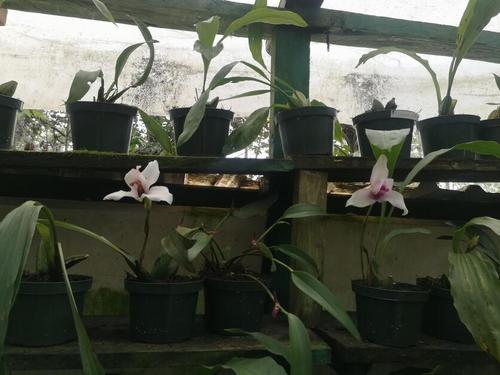 Es un proyecto para la conservación de las especies de orquídeas nativas, construido con décadas de dedicación. (Foto: Irma Tzí/Colaboradora)