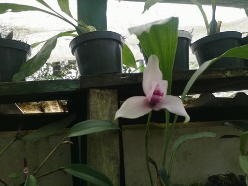 Orquigonia y el legado de Óscar Archila por la flora de Guatemala. (Foto: Irma Tzí/Colaboradora)